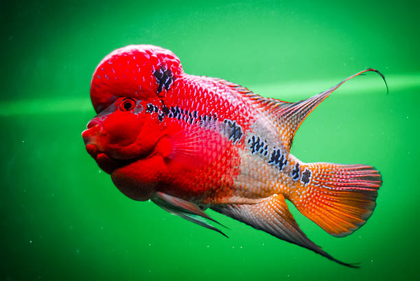 Red Flowerhorn cichlid fish Red Flowerhorn cichlid fish on green background feng shui aquarium stock pictures, royalty-free photos & images