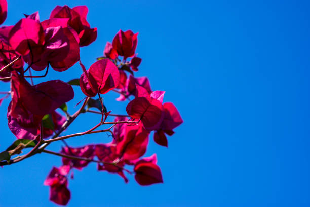 Red flowers on a background of blue sky. stock photo