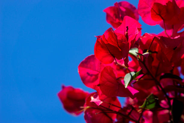 Red flowers on a background of blue sky. stock photo