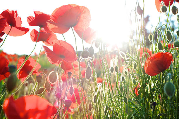 Red flowers on a field under the bright sunlight stock photo
