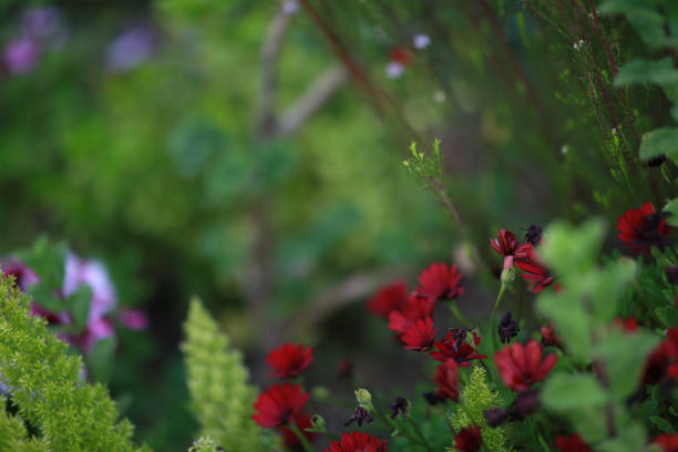 Red Flowers on a Green Background in Nature stock photo