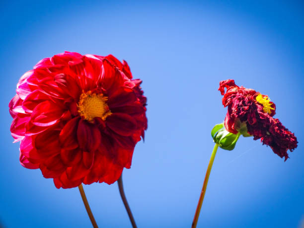 Red flowers with blue sky in the background stock photo