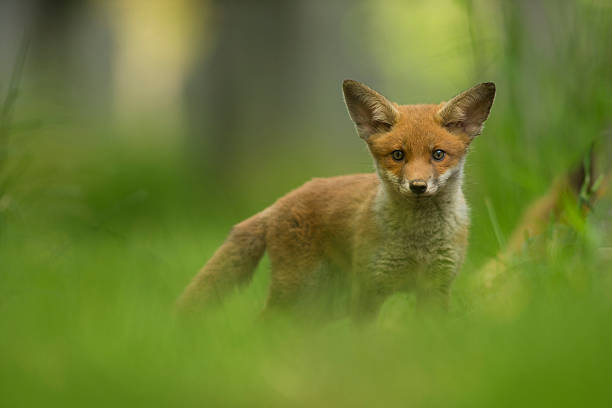 Red fox cub stock photo