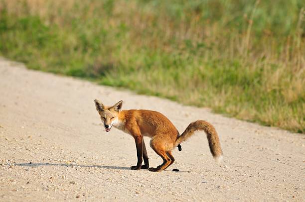 Red Fox Defecating On Gravel Road stock photo