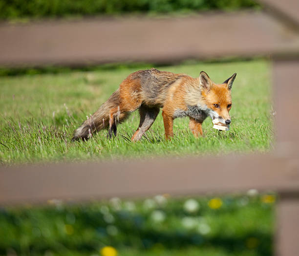 Red fox eating sandwich "wild red fox eating sandwich, shot through gate" scavenging stock pictures, royalty-free photos & images