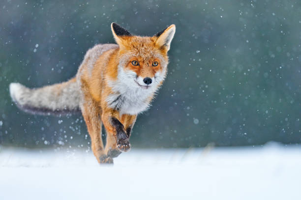 Red Fox hunting, Vulpes vulpes, wildlife scene from Europe. Orange fur coat animal in the nature habitat. Fox on the winter forest meadow, with white snow stock photo