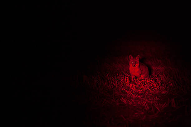 Red Fox in hunters lamp stock photo