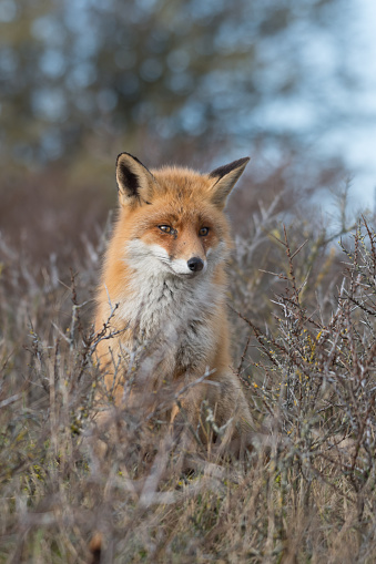 Cute Red fox (Vulpes vulpes) is posing in the forest. Horizontally.
