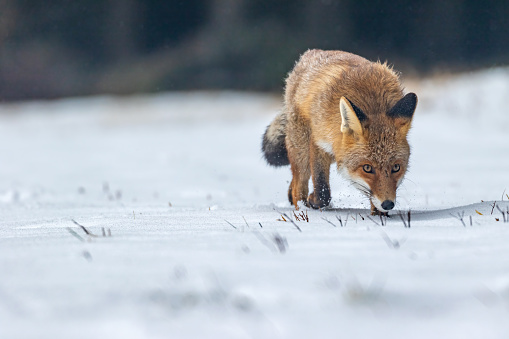 A fox has done well at providing for himself during the winter months in Alaska. This fat fox sits on a shadowy hillside in Interior Alaska.