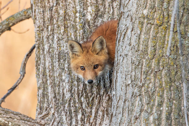 Red fox kit (vulpes vulpes) stock photo