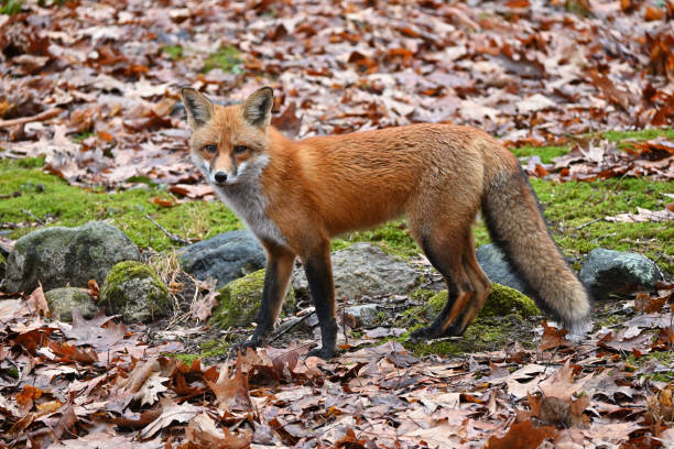 Red fox looking and listening for prey stock photo