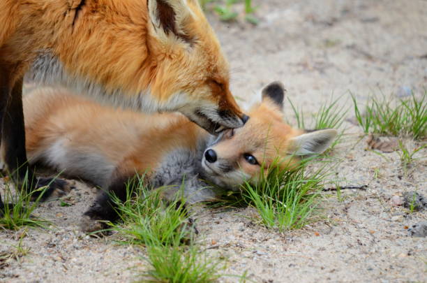 Red Fox mother and Kit stock photo