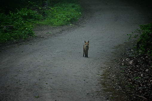 Wet red fox in Connecticut woods at dusk, after a thunderstorm