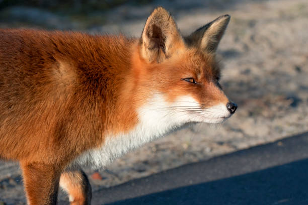 Profile picture fox How to