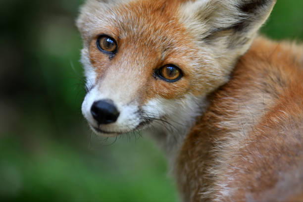 red fox stock photo