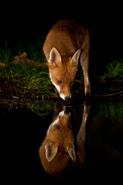 Red fox reflection - Vulpes vulpes stock photo