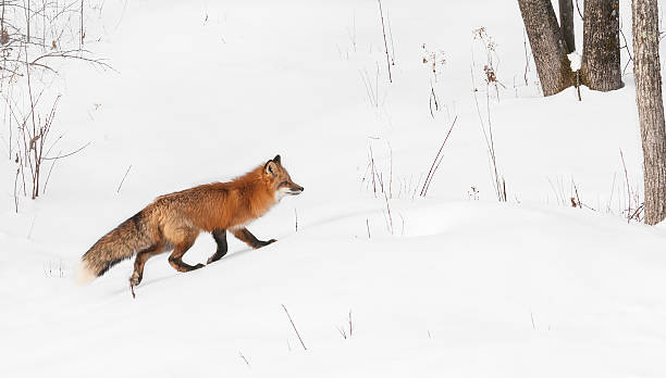 Red Fox Runs Right stock photo