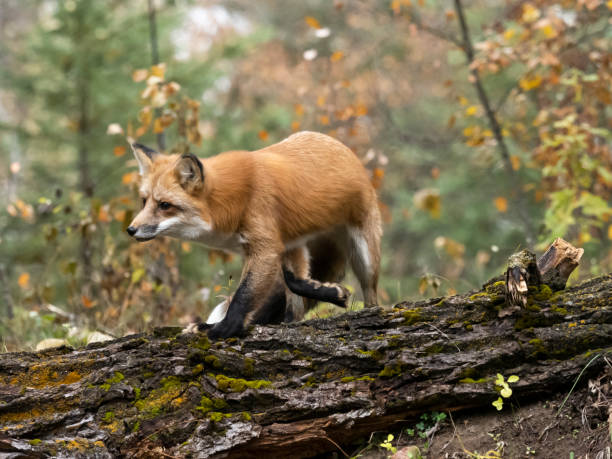 Red Fox Side View on Log in Forest Fall Colors Captive stock photo
