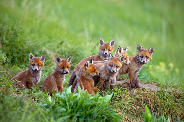 Red fox, vulpes vulpes, cubs sitting by the den. Red fox, vulpes vulpes, cubs sitting by the den. Group of animal babies looking around. Wildlife scenery with multiple small wild predators. baby animals stock pictures, royalty-free photos & images