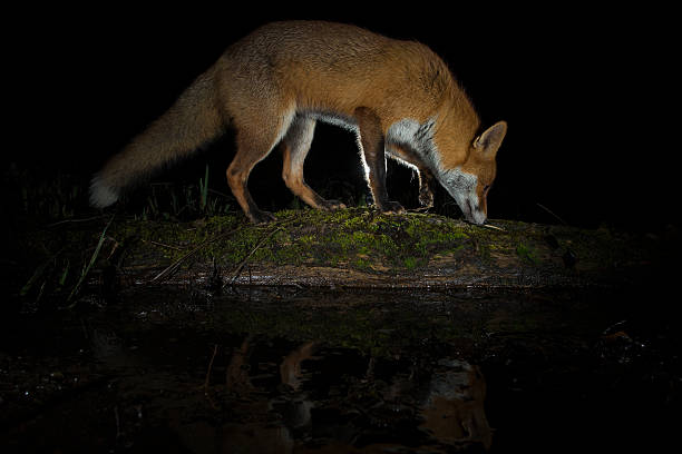 Red fox - Vulpes vulpes stock photo