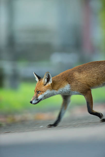 Red fox - Vulpes vulpes stock photo