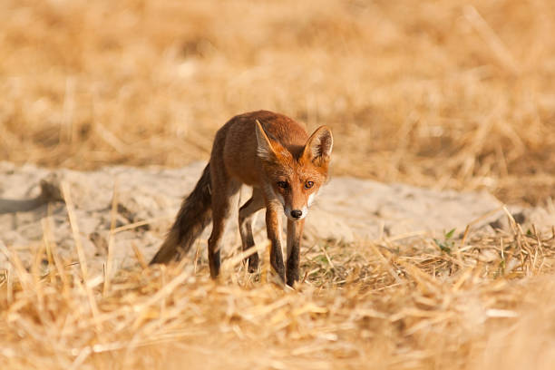 Red fox walking on the field stock photo