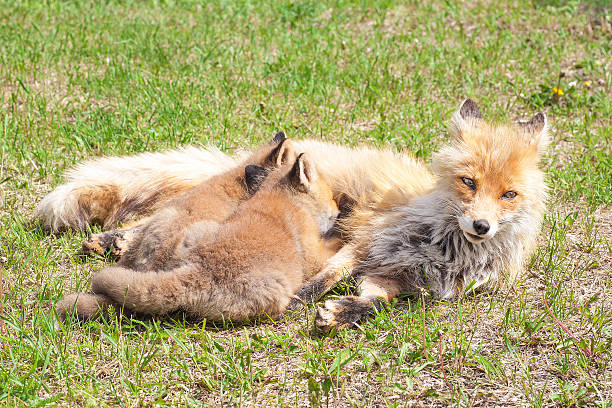 Red foxes parent and child stock photo