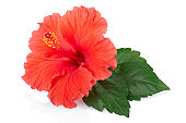 istock Red fresh Hibiscus flower 123020719