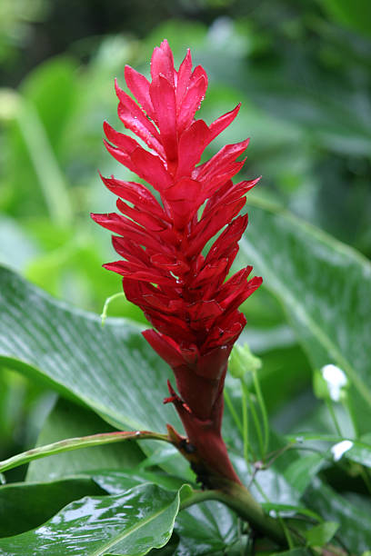 Red Ginger (Alpinia purpurata) Blossom - Kauai, Hawaii stock photo