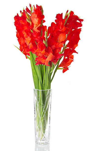 Red gladiolus in vase stock photo