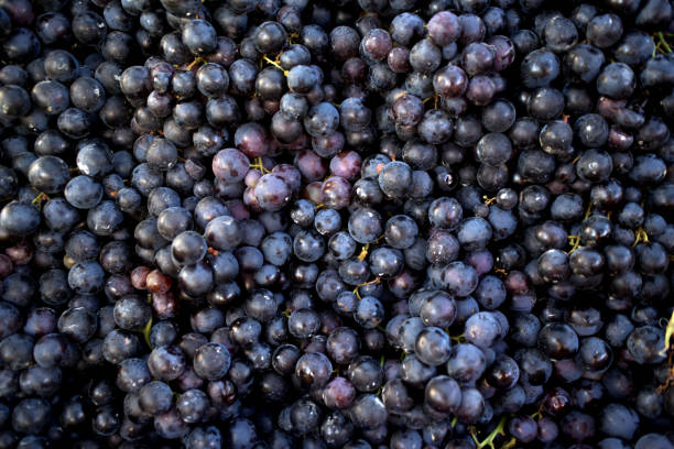 red grapes - uvas imagens e fotografias de stock