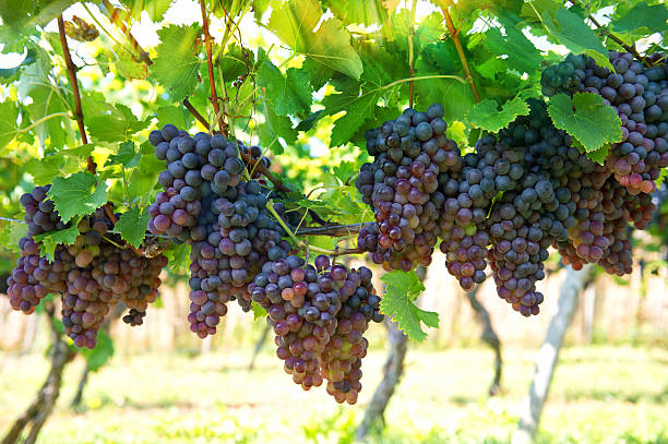 purple red grapes with green leaves on the vine. vine grape fruit...
