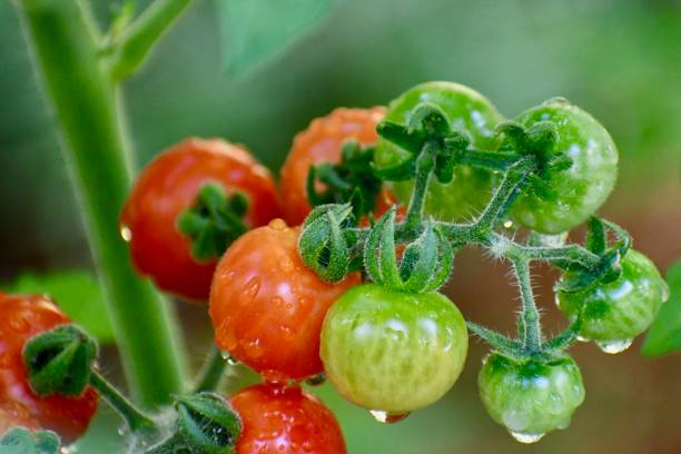 Red & Green Sweetie Cherry Tomatoes stock photo