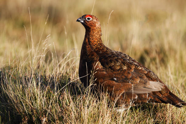 red grouse lagopus lagopus scotica, perched in heather with a blurred background. - grouse flying imagens e fotografias de stock