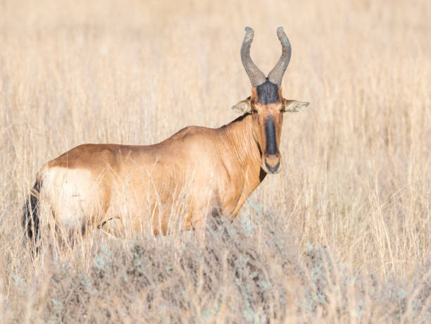 Red hartebeest is standing in high grassland looking at you stock photo