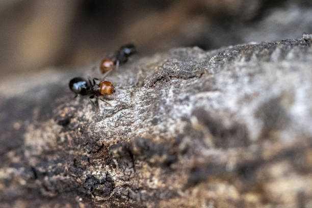 Red head ant honeypot Myrmecocystus close up macro stock photo