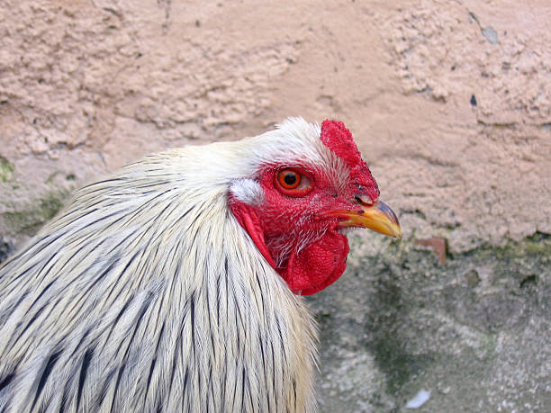 Red head Red head of a rural cock white leghorn stock pictures, royalty-free photos & images
