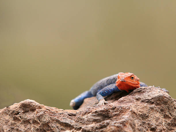 Red headed Rock Agama (male) "A male Red-headed Rock Agama crouched on rock.Photographed wild in Lake Nakuru NP, Kenya.Shallow dof." lake nakuru national park stock pictures, royalty-free photos & images