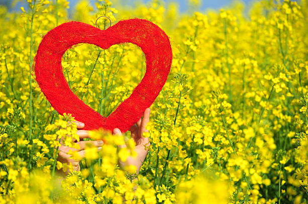 Red heart in canola field stock photo