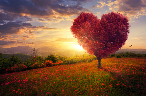 A red heart shaped tree at sunset.