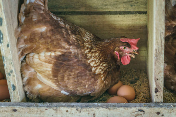 Red hen with her eggs stock photo