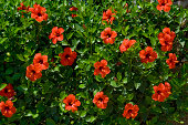 istock Red hibiscus flowers 176063667