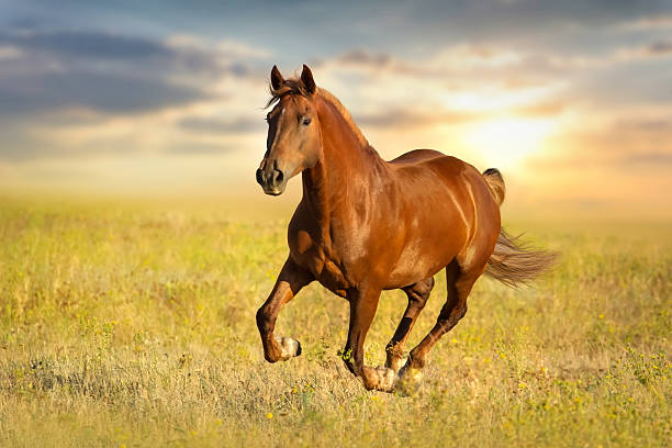 red horse run - paard paardachtigen stockfoto's en -beelden