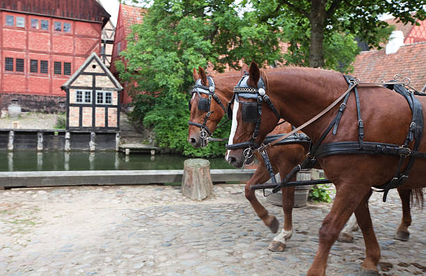 red horses "horses in the old town, Arhus, Denmark" jutland stock pictures, royalty-free photos & images