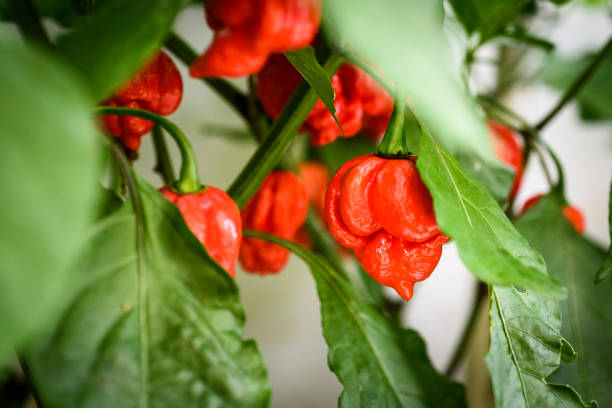 Red hot chilli pepper Trinidad scorpion on a plant. stock photo