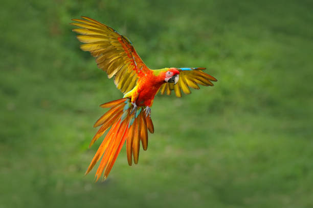 Red hybrid parrot in forest. Macaw parrot flying in dark green vegetation. Rare form Ara macao x Ara ambigua, in tropical forest, Costa Rica. Wildlife scene from tropical nature. Bird in fly, jungle. stock photo