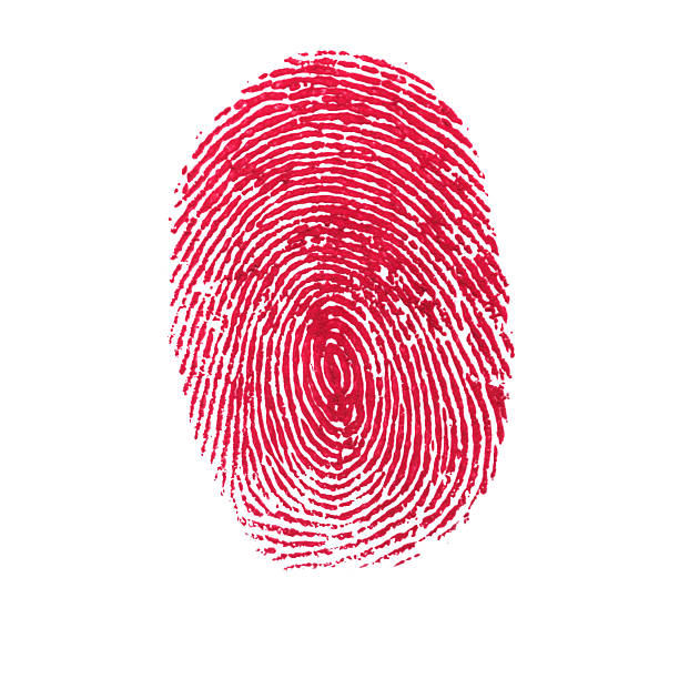 Red Isolated Fingerprint On White Background  fingerprint stock pictures, royalty-free photos & images