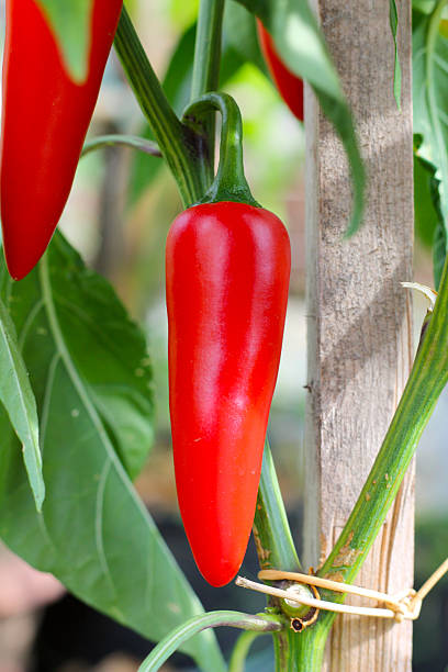 Red Jalapeno chili pepper stock photo