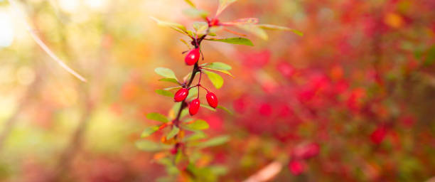 Red Japanese Bayberry fruits and the branch with green leaves on blurred background of clusters of red berries stock photo