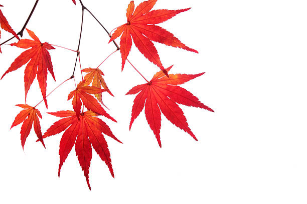 Red japanese maple leaves Red maple leaves isolated on white with light coming through the translucent leaves japanese maple stock pictures, royalty-free photos & images